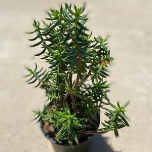 Live Coastal Rosemary Plant!